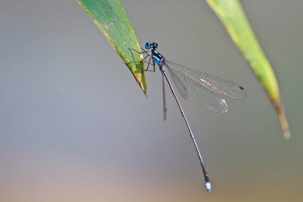 Damselfly, der auf Zweig stillsteht