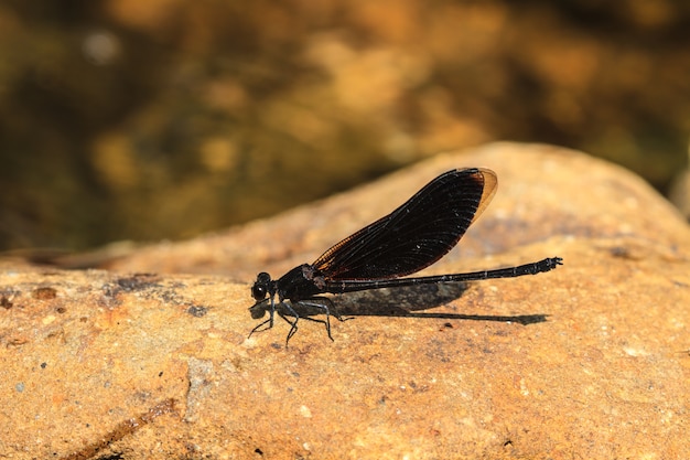 Damselfly descansando na pedra