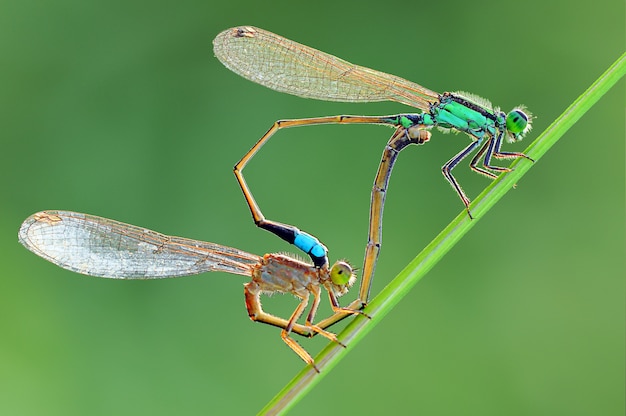 Damselfly se está apareando en una hoja