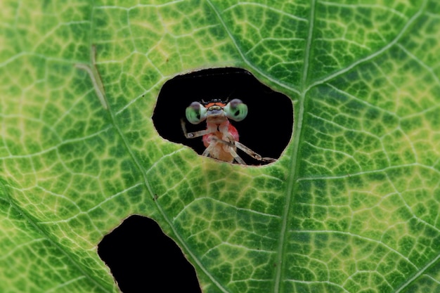 Damselfly Nahaufnahme auf grünen Blättern Damselfly versteckt sich auf grünen Blättern