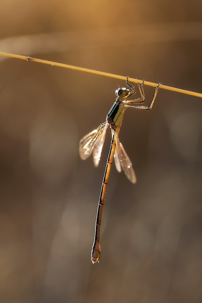 Damselfly en su entorno natural.