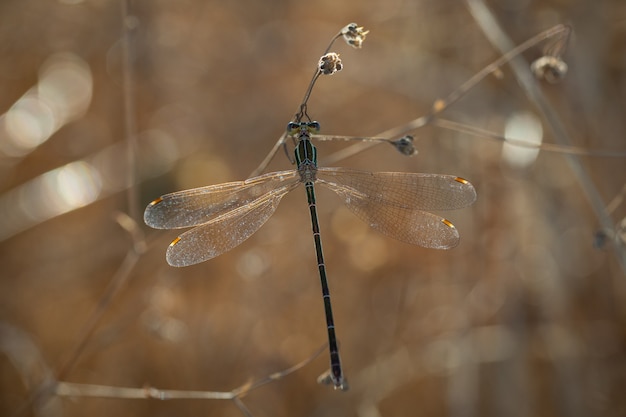 Damselfly en su entorno natural.