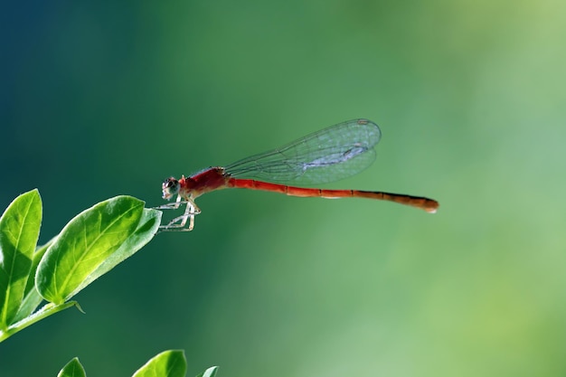 Damselfly thront auf einem grünen Blatt Damselfly Nahaufnahme auf grünen Blättern