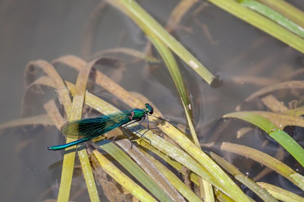 Damselfly (Zygoptera) descansando sobre juncos en el río Rother