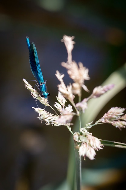 Damselfly (Zygoptera)