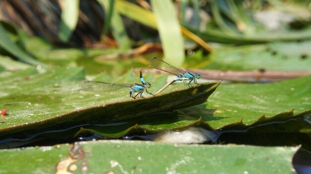 Foto damselfly