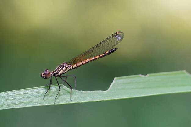 Damselfy en hoja con fondo desenfocado bokeh