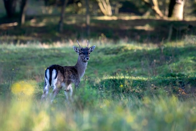 Damwild (Dama Dama) in der Brunftzeit im Wald