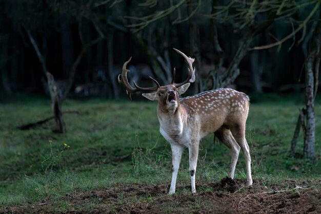 Damwild (Dama Dama) in der Brunftzeit im Wald