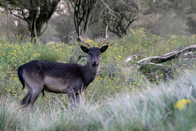 Damwild (Dama Dama) in der Brunftzeit