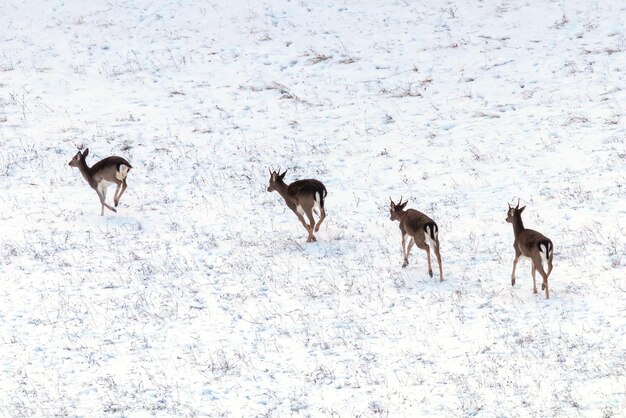 Damwild Herde Schnee Winterlandschaft (Dama Dama)