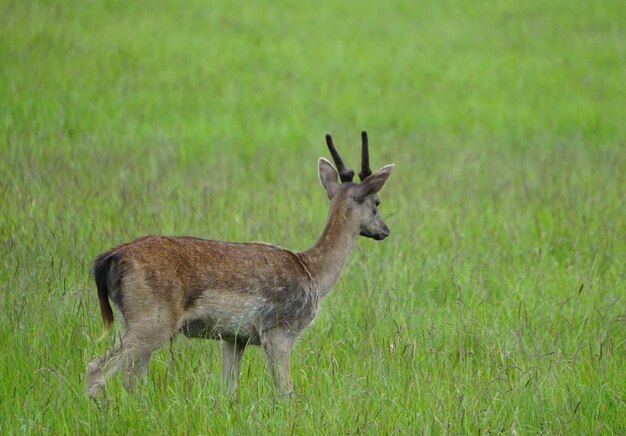 Foto damwild im phoenix park