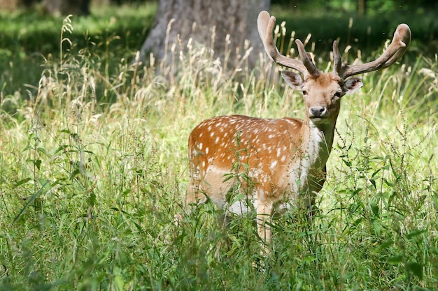 Foto damwild in dyrehaven, klampenborg, dänemark