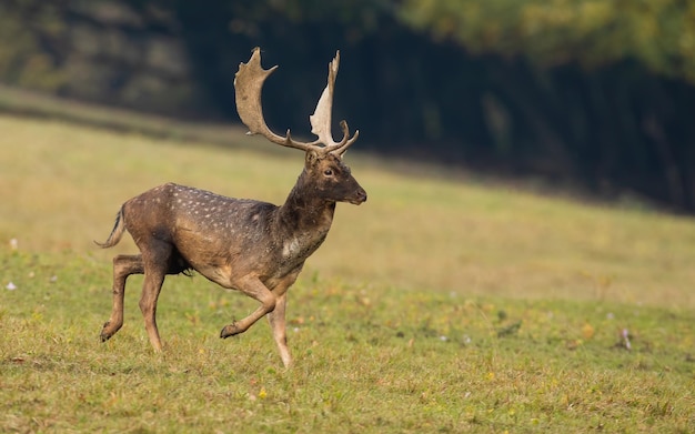 Damwild läuft auf Wiesen in der Herbstnatur