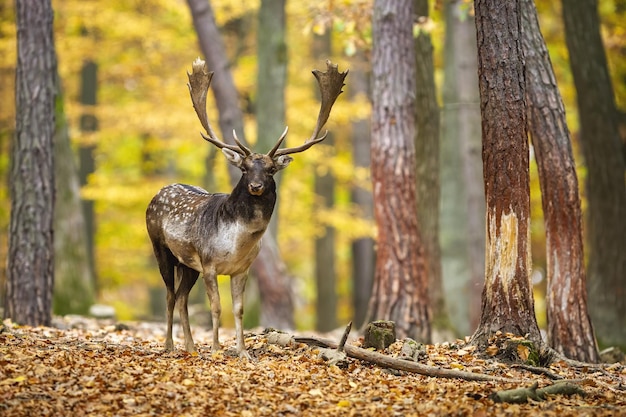 Damwild mit Blick auf die Kamera im Wald in der Brunftzeit