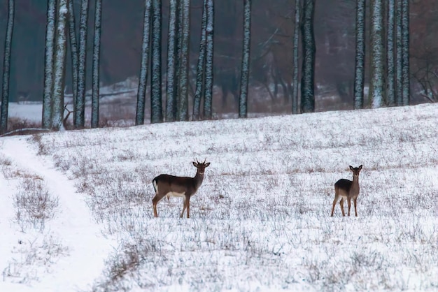 Damwild-Schneewaldlandschaft (Dama Dama)