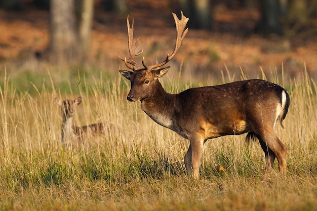 Damwild steht auf der Wiese mit Jungtier, das sich im hohen Gras versteckt