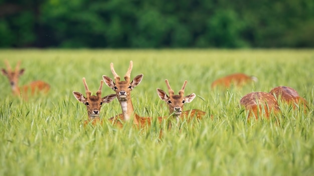 Damwildherde, die auf einem Getreidefeld füttert