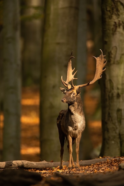 Damwildhirsch, der im Wald in der Herbstnatur steht.