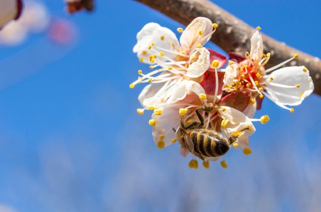 Dañado por la inflorescencia helada de los árboles frutales de albaricoque, el daño causado a la agricultura por las condiciones climáticas adversas en la primavera