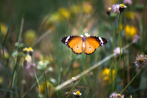 Danaus chrysippus também conhecido como o tigre da planície rainha africana ou monarca africano Danainae