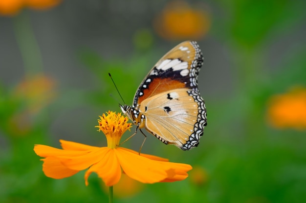 Danaus chrysippus, también conocido como el tigre llano, la reina africana o el monarca africano. mariposa amarilla