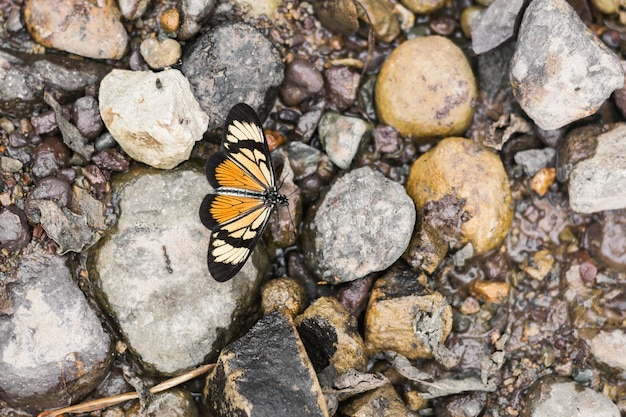 Danaus plexippus o mariposa monarca encaramada en piedras grises y amarillas arriba