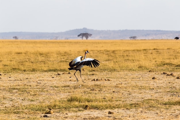 Dança do crone crone na savana amboseli áfrica