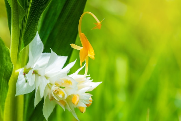 Dançando senhoras gengibre, lindas flores silvestres.