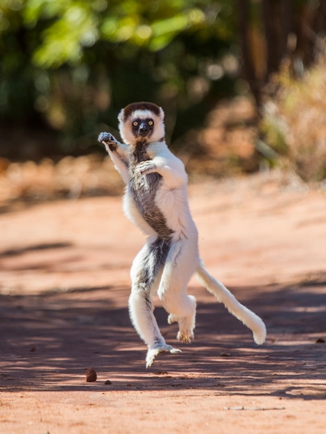 Dancing Sifaka de Madagascar está pulando