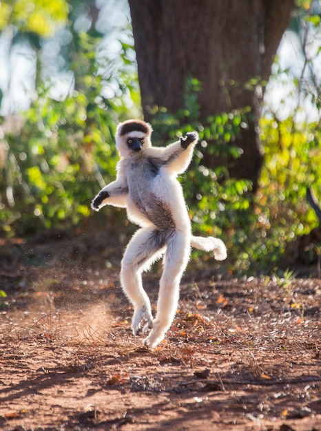 Dancing Sifaka de Madagascar está pulando