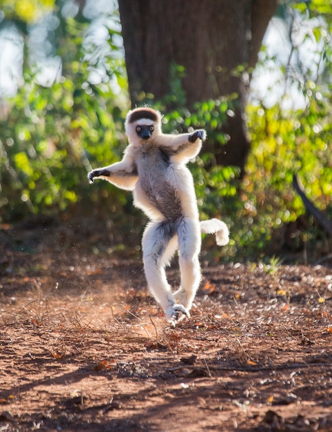 Dancing Sifaka de Madagascar está pulando