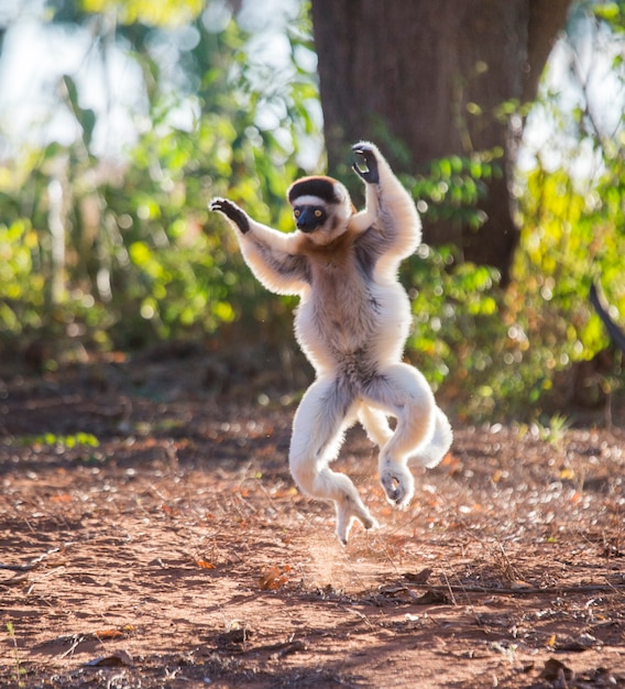 Dancing Sifaka de Madagascar está pulando