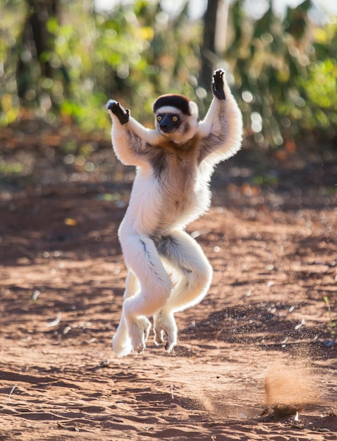 Dancing Sifaka de Madagascar está pulando