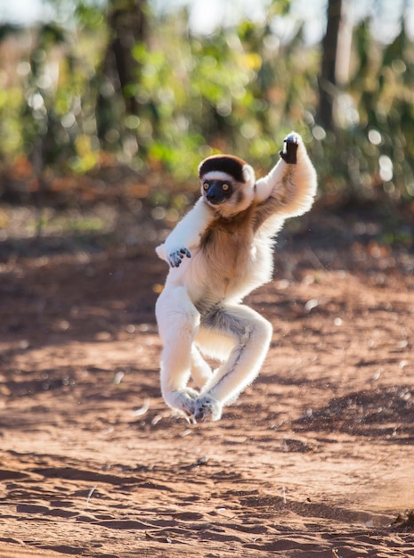 Dancing Sifaka de Madagascar está pulando