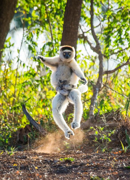 Dancing Sifaka de Madagascar está pulando