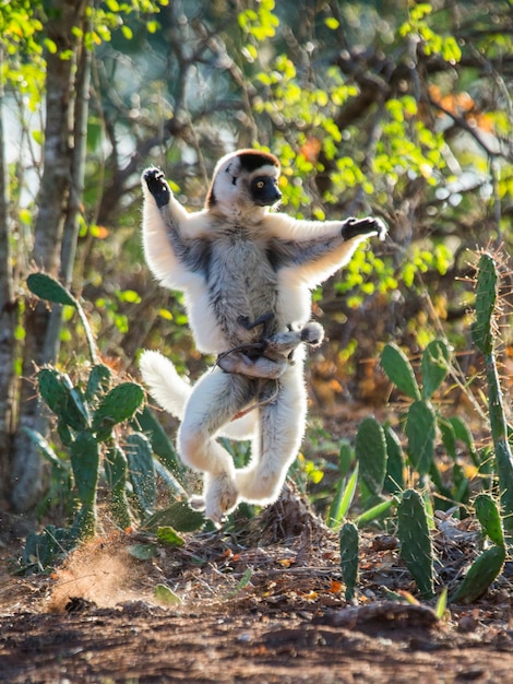 Dancing Sifaka de Madagascar está pulando