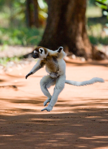 Dancing Sifaka de Madagascar está pulando