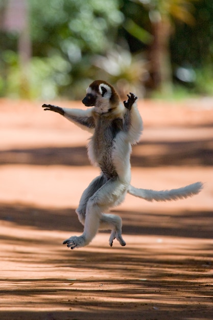 Dancing Sifaka de Madagascar está pulando