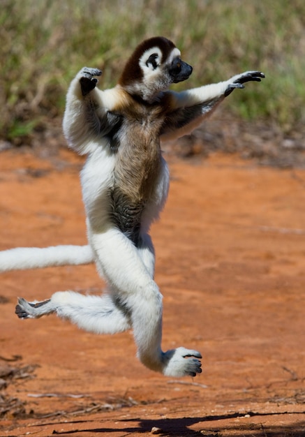 Dancing Sifaka de Madagascar está pulando