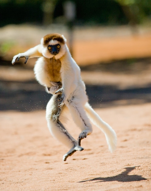 Dancing Sifaka de Madagascar está pulando