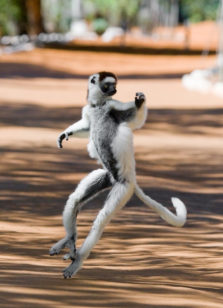 Dancing Sifaka de Madagascar está pulando