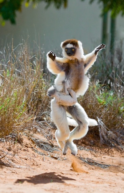 Dancing Sifaka de Madagascar está pulando