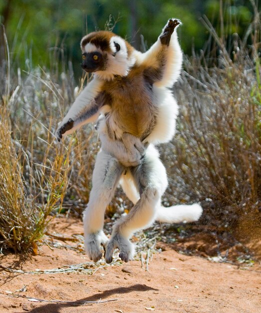 Dancing Sifaka de Madagascar está pulando