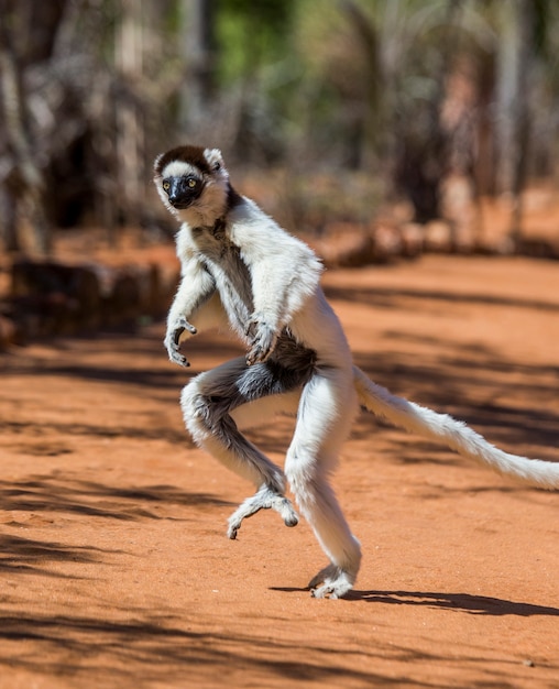 Dancing Sifaka está no chão