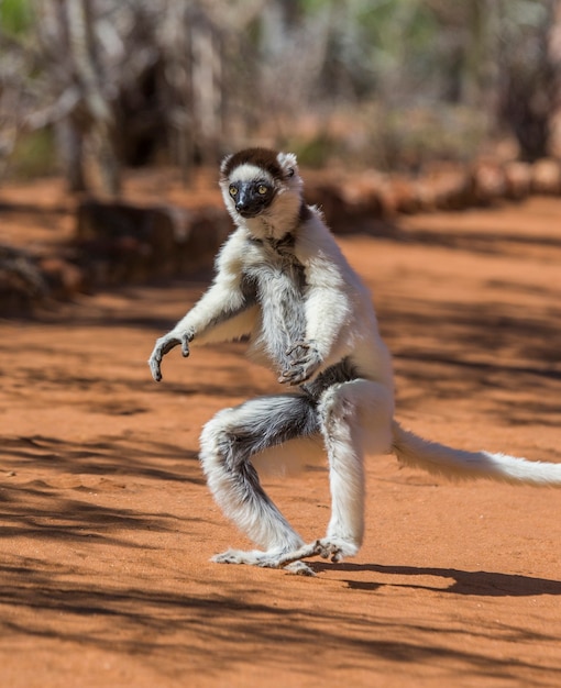 Dancing Sifaka está no chão