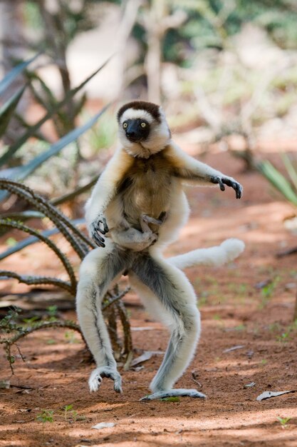 Foto dancing sifaka está no chão