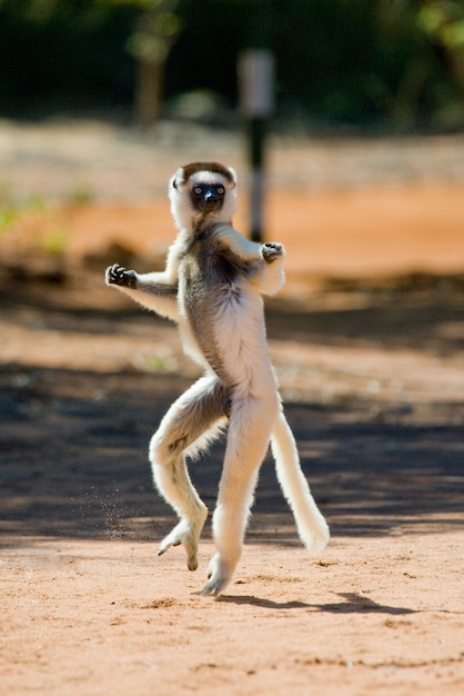 Dancing Sifaka está no chão