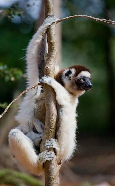 Dancing Sifaka está sentado en un árbol