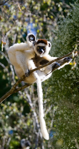 Dancing Sifaka está sentado en un árbol